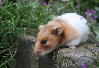 Starla- Golden Tortoiseshell and White (Banded) Satin Shorthaired